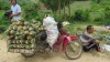 Chuyển khóm bằng ròng rọc từ rẫy cao xuống đường bán cho thương lái. Ảnh: Mạnh Hoài Nam.